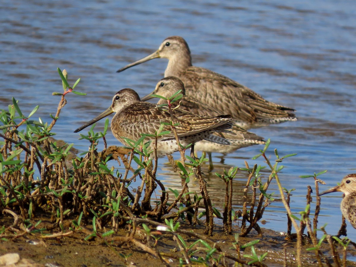 Short-billed Dowitcher - ML642978810