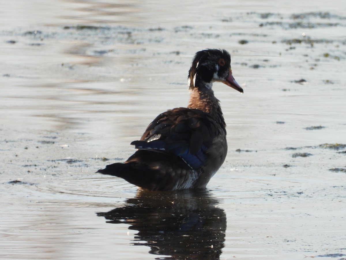 Wood Duck - ML642978811