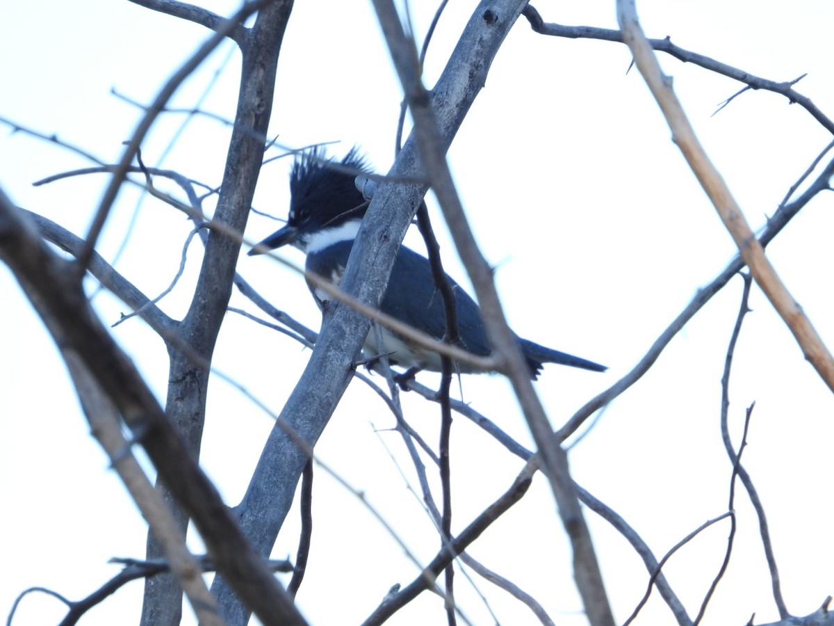 Belted Kingfisher - ML642978823