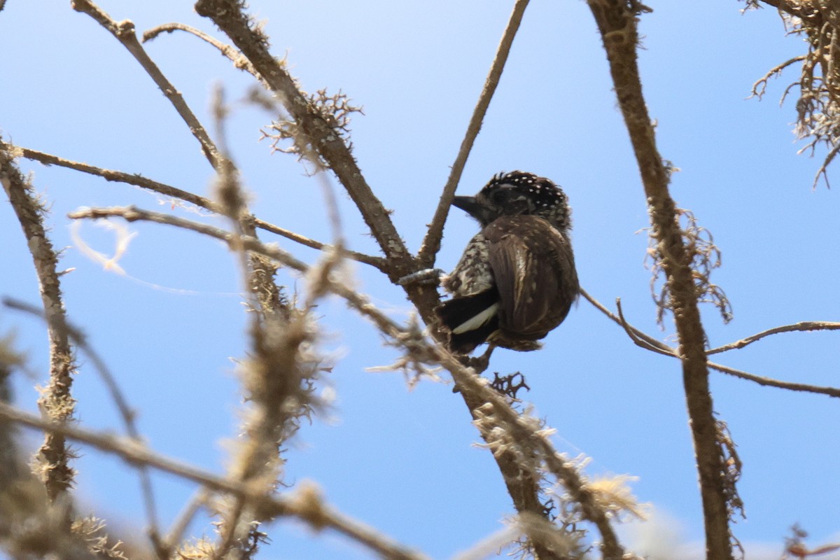 Ecuadorian Piculet - ML642978829
