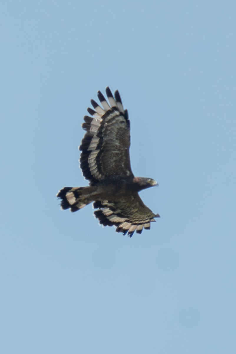 Crested Serpent-Eagle - ML642978849