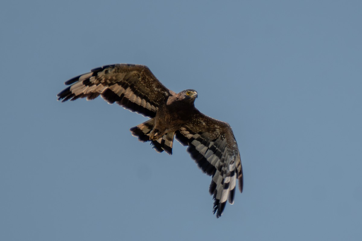 Crested Serpent-Eagle - ML642978850