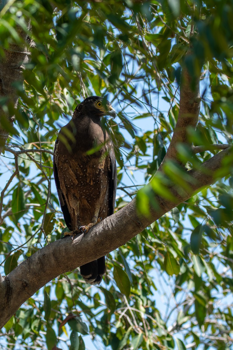 Crested Serpent-Eagle - ML642978851