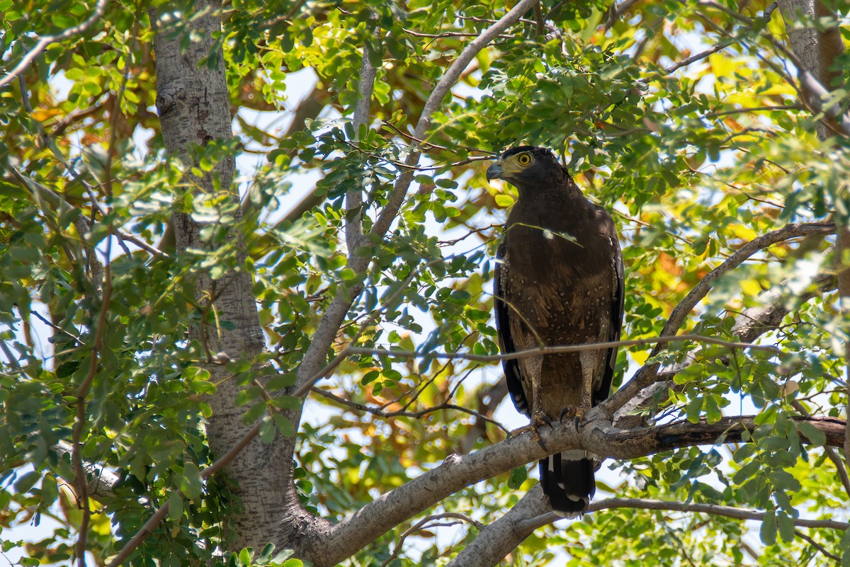 Crested Serpent-Eagle - ML642978852