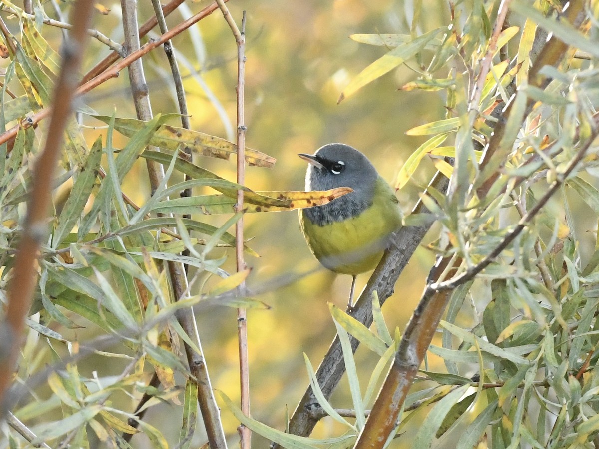 MacGillivray's Warbler - ML642978853
