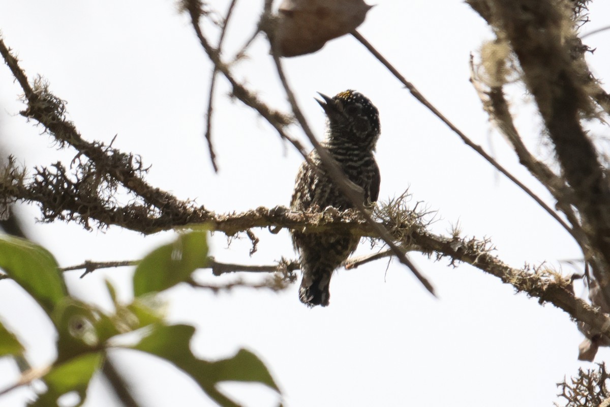 Ecuadorian Piculet - ML642978855