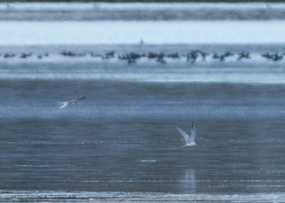 Forster's/Common Tern - ML642978861