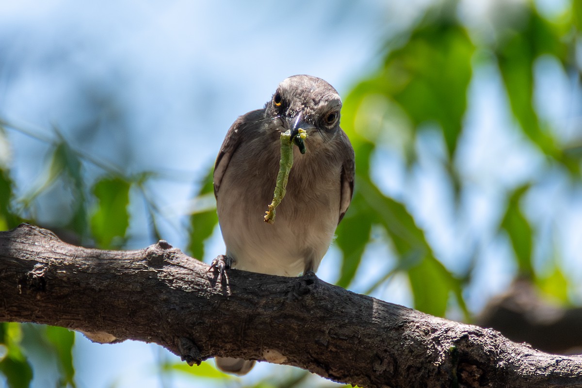 Common Woodshrike - ML642978876