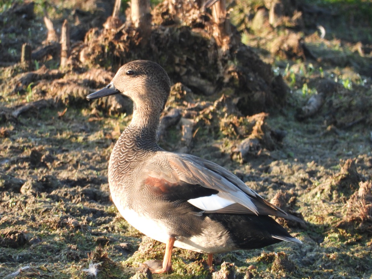 Gadwall - ML642978878