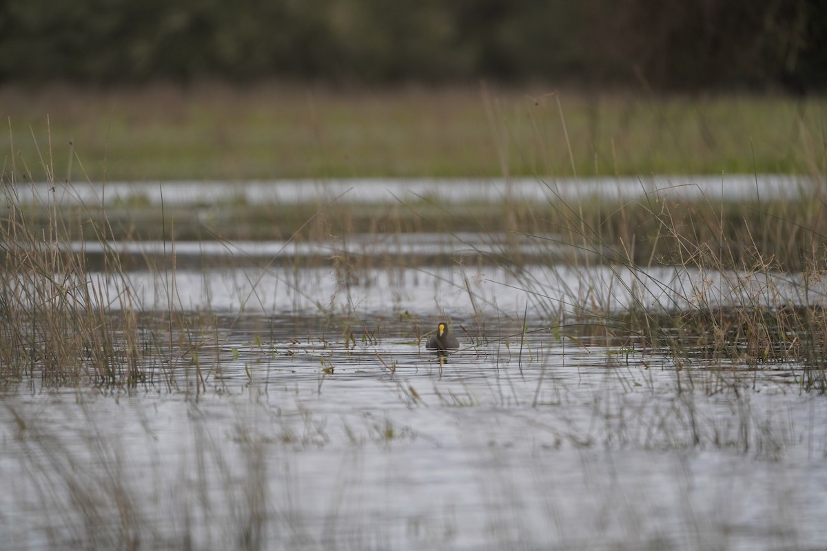 White-winged Coot - ML642978882