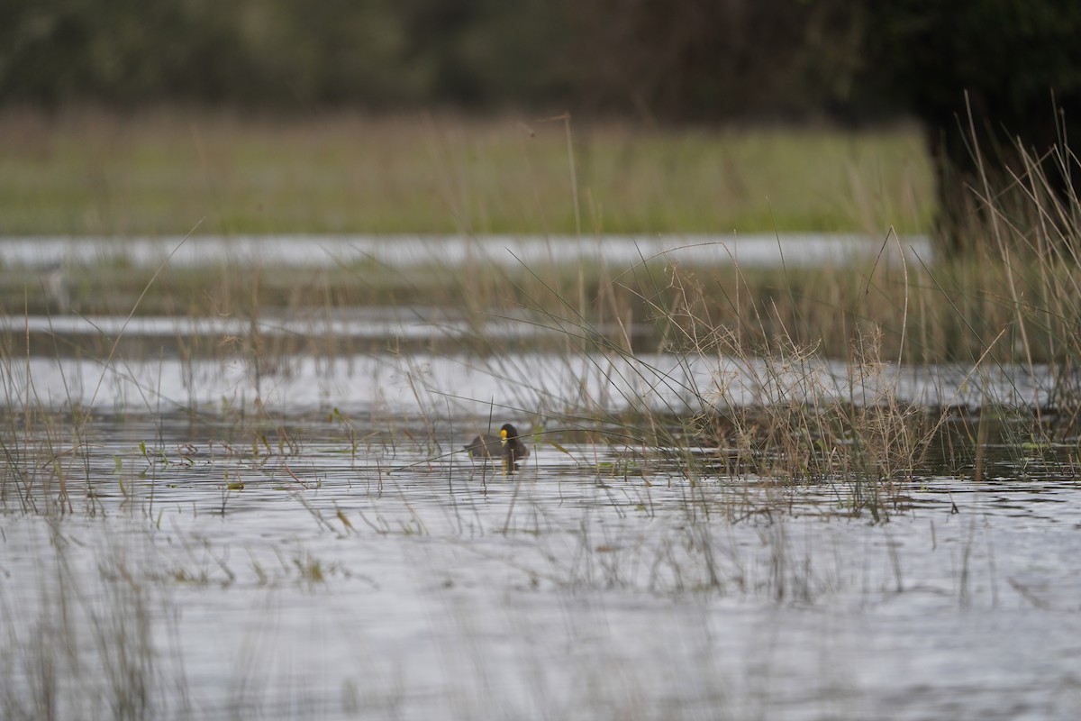 White-winged Coot - ML642978883