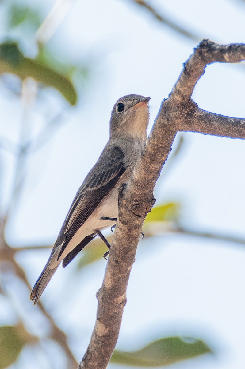 Asian Brown Flycatcher - ML642978890