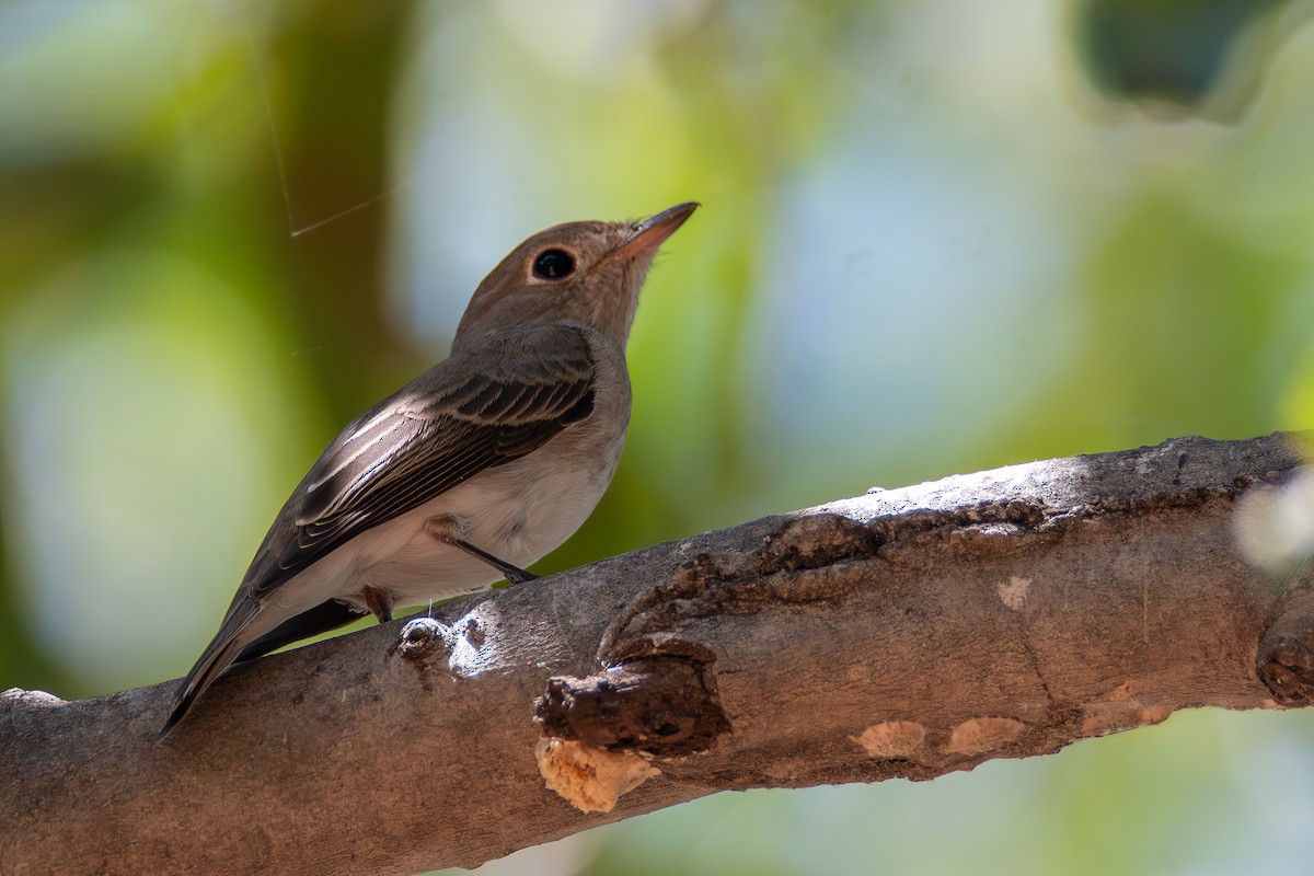 Asian Brown Flycatcher - ML642978891