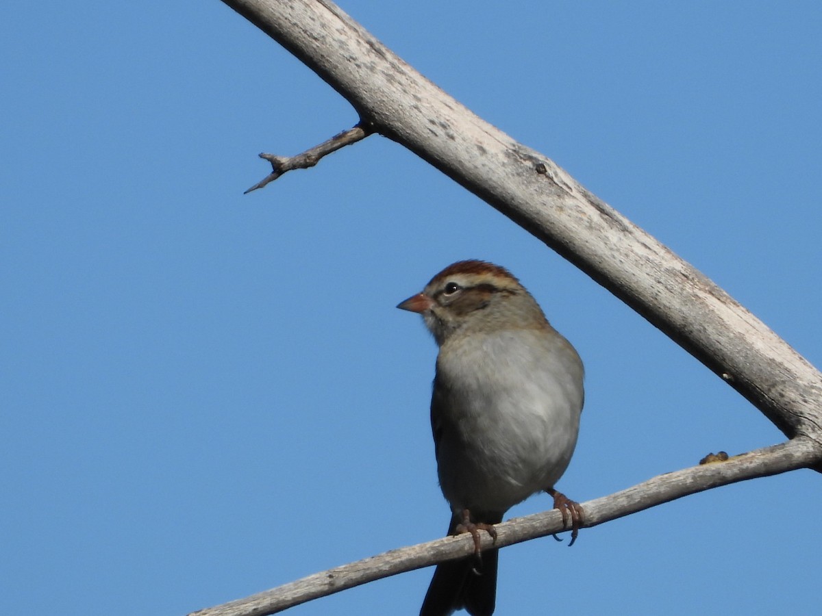 Chipping Sparrow - ML642978894