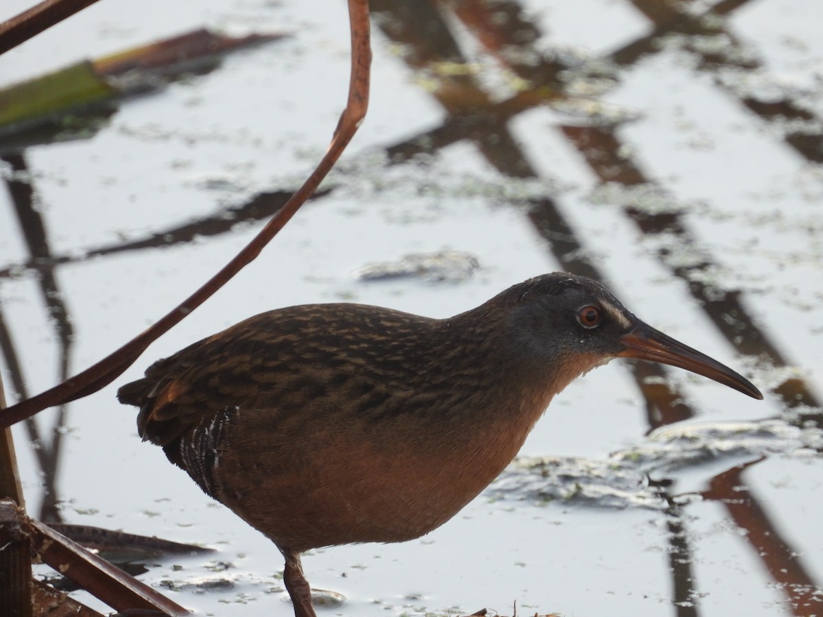 Virginia Rail - ML642978897