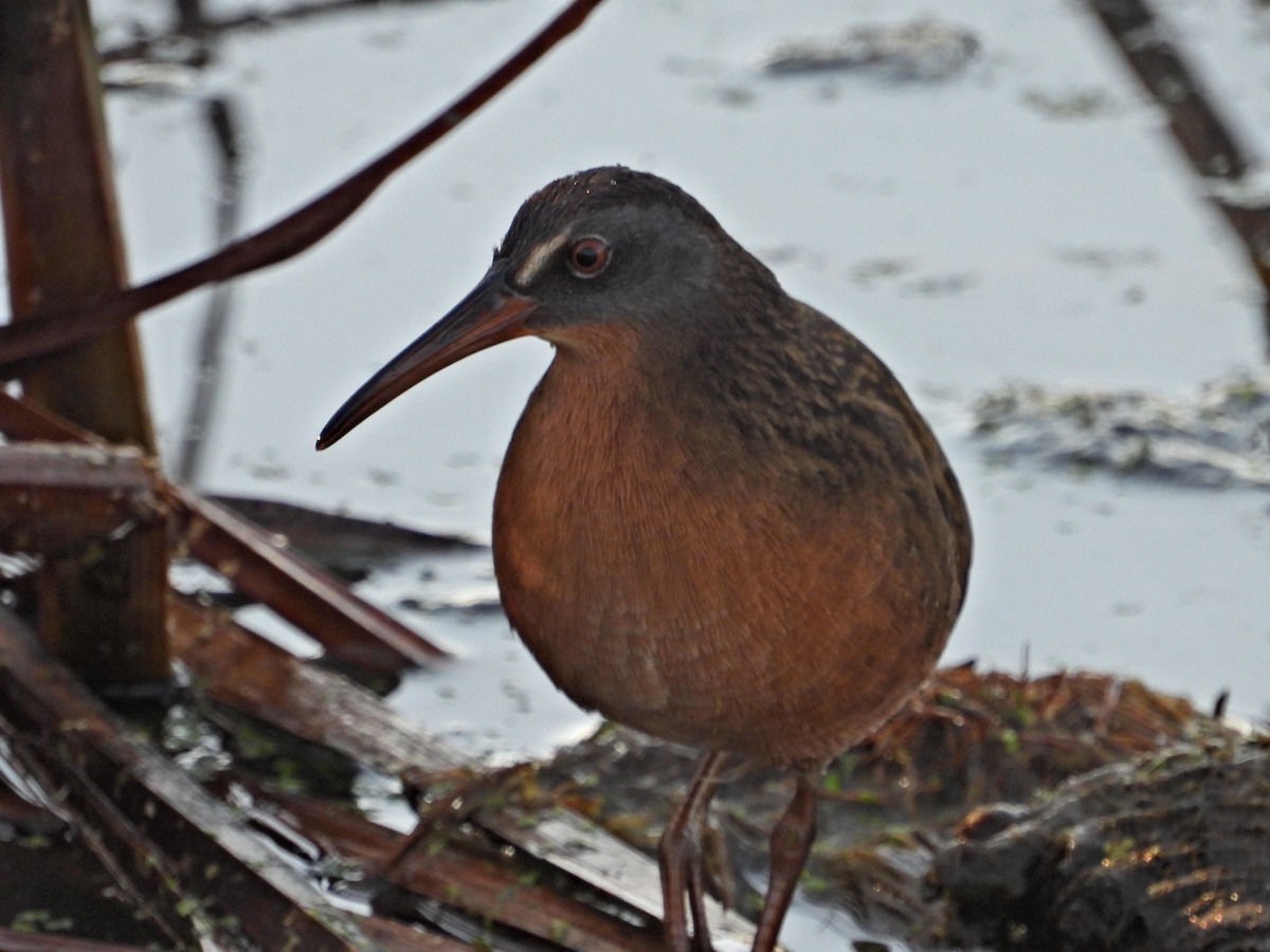 Virginia Rail - ML642978898