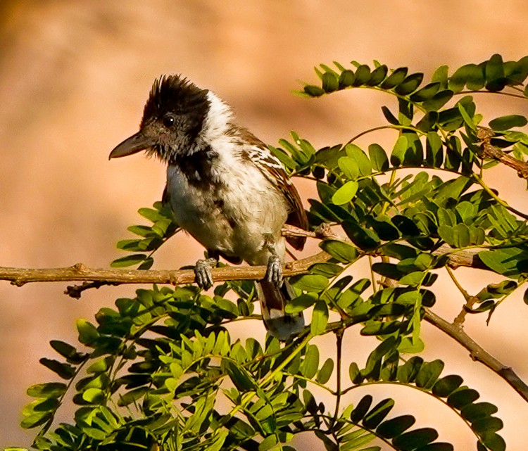 Collared Antshrike - ML642978905