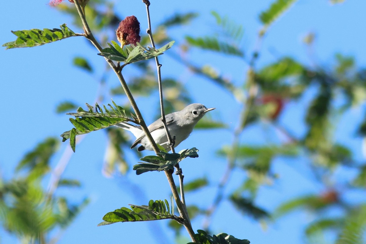 Blue-gray Gnatcatcher (Eastern) - ML642978909
