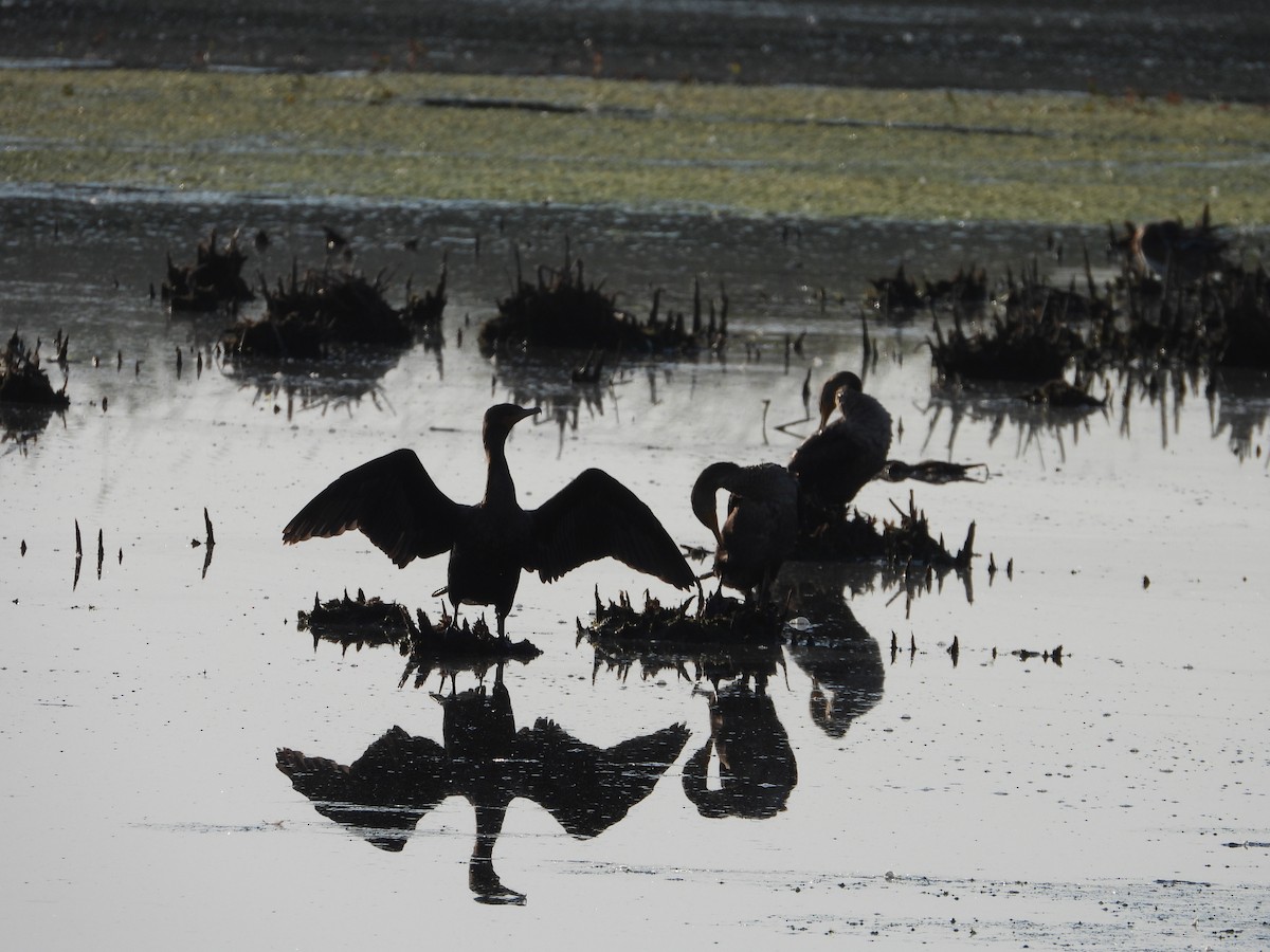 Double-crested Cormorant - ML642978910