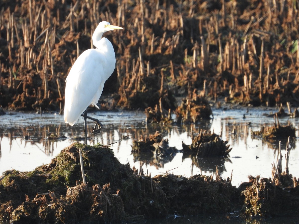 Great Egret - ML642978913