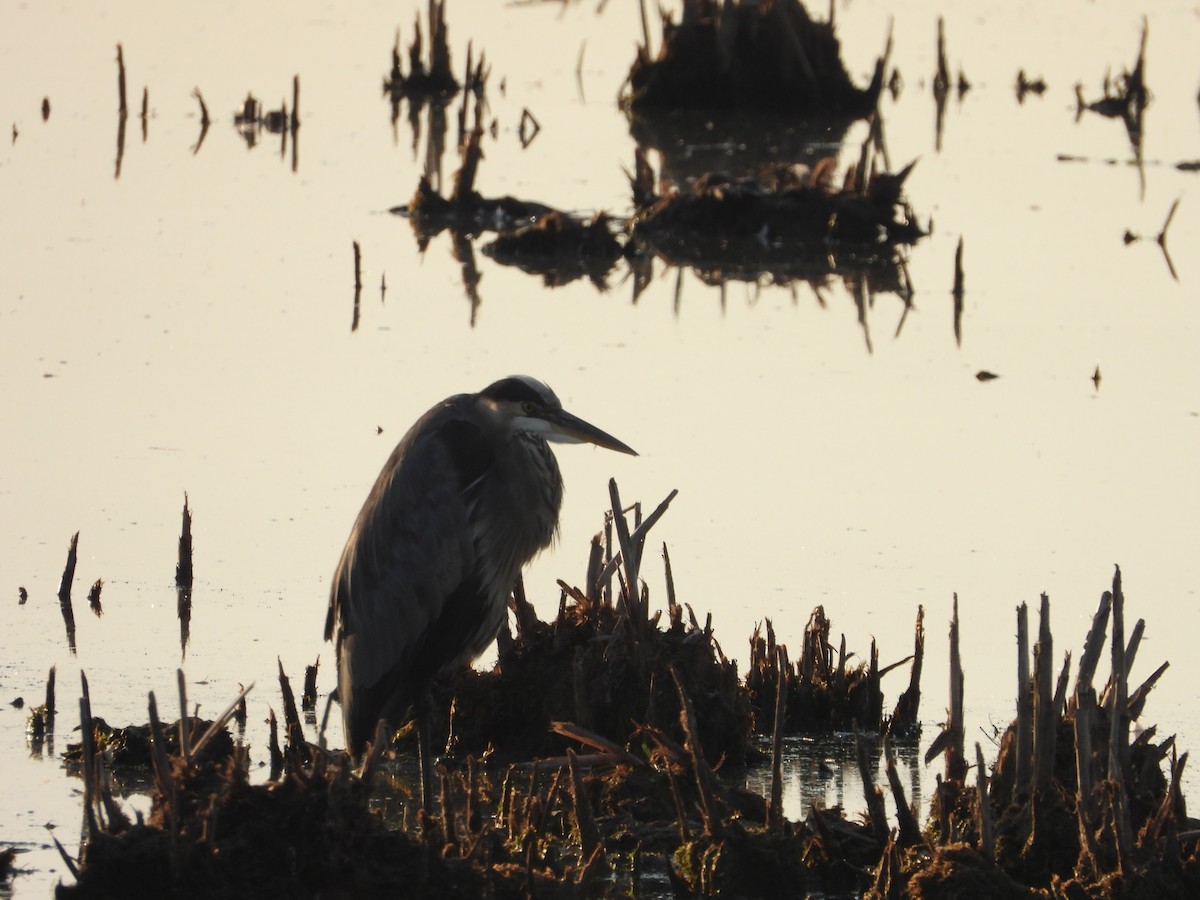 Great Blue Heron - ML642978916