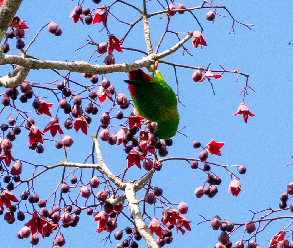 Yellow-throated Hanging-Parrot - ML642978917