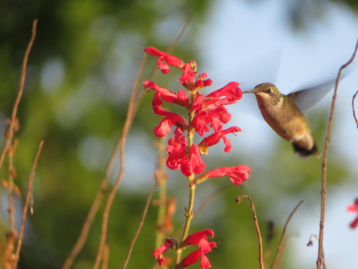Ruby-throated Hummingbird - ML642978922