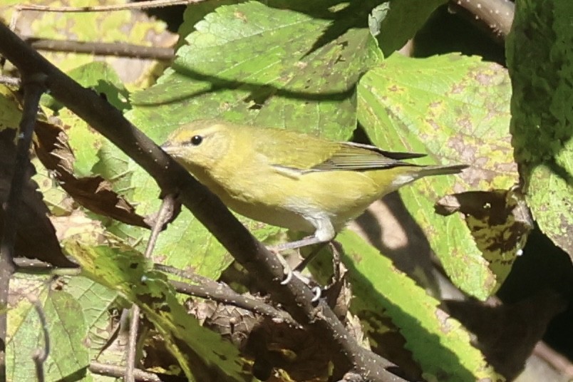 lesňáček olivový - ML642978923