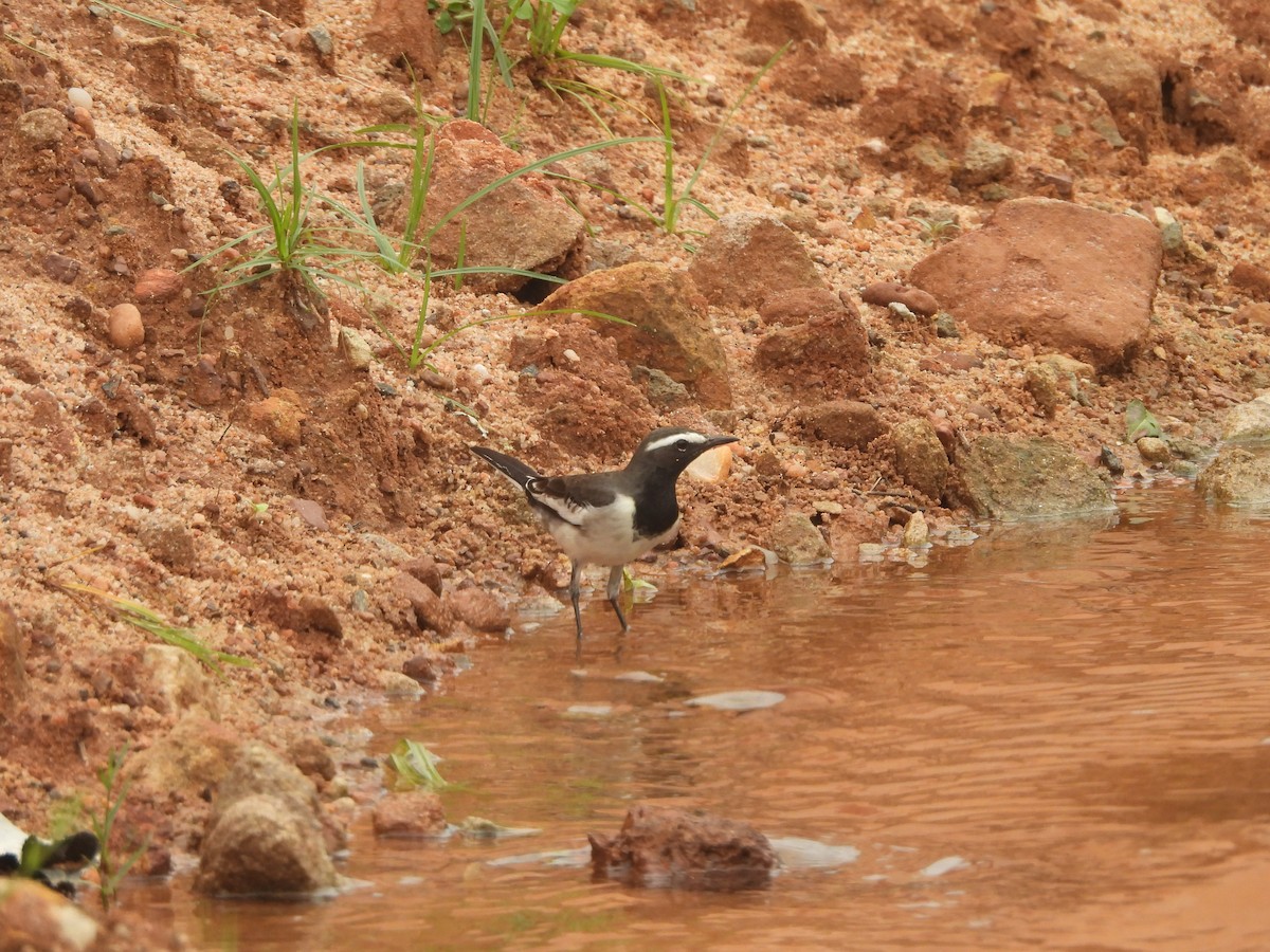 White-browed Wagtail - ML642978928