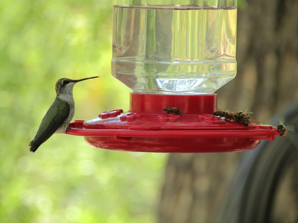 Black-chinned Hummingbird - ML642978931