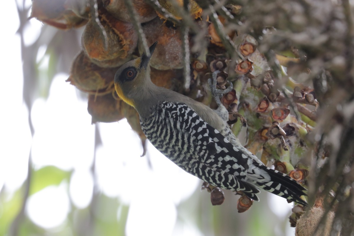 Golden-cheeked Woodpecker - ML642978941
