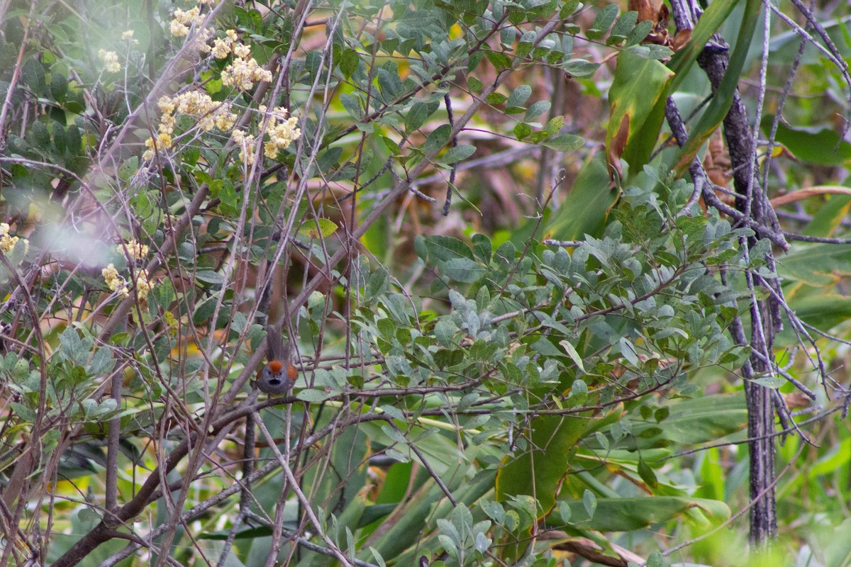 Spix's Spinetail - ML642978944