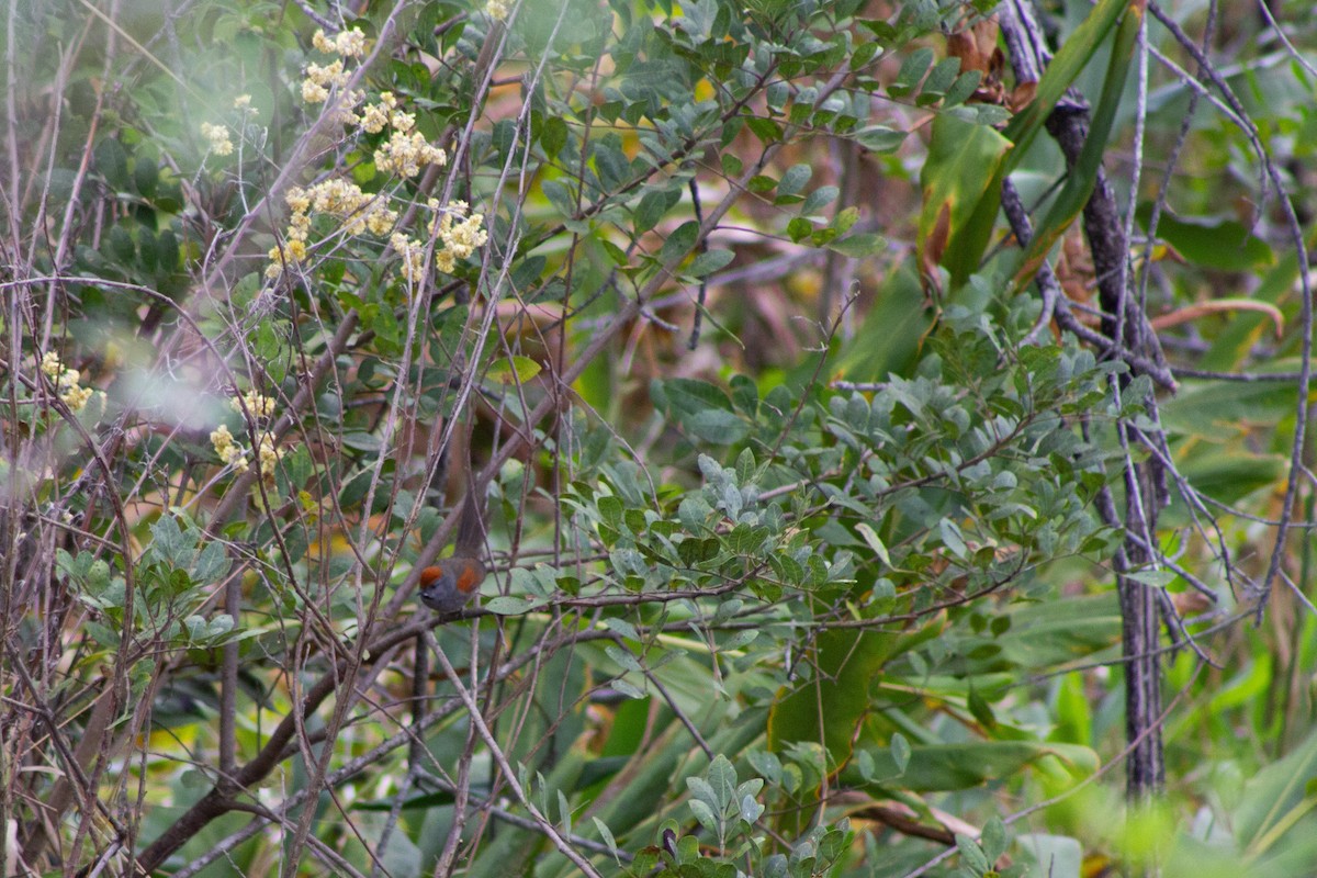 Spix's Spinetail - ML642978945