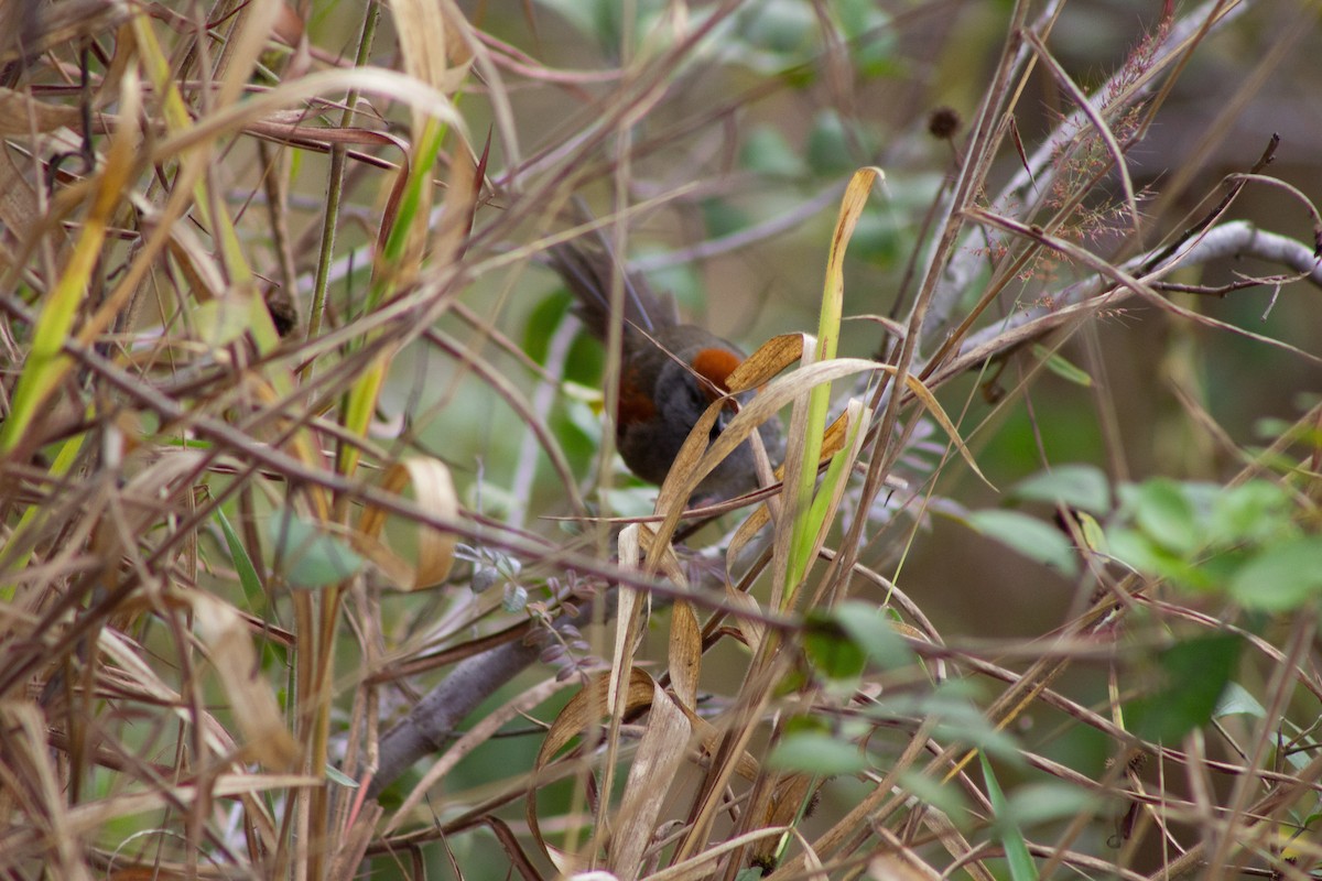 Spix's Spinetail - ML642978946