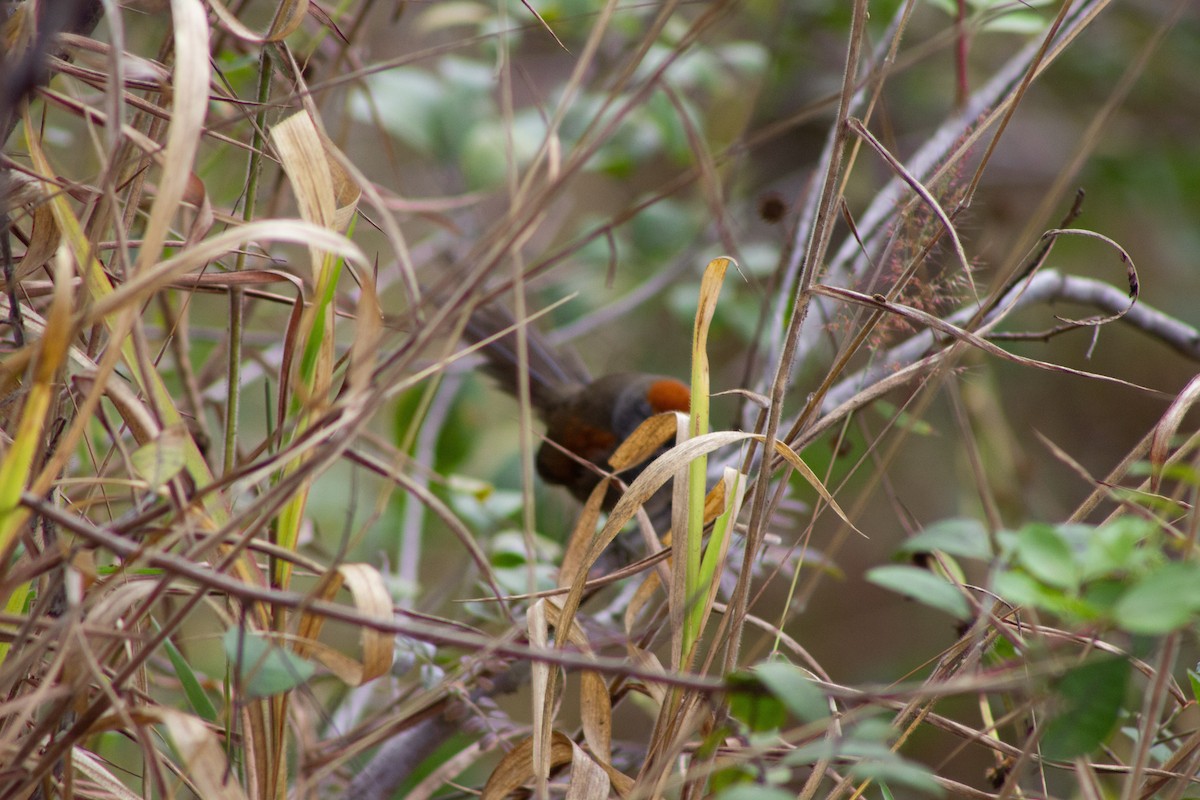Spix's Spinetail - ML642978947