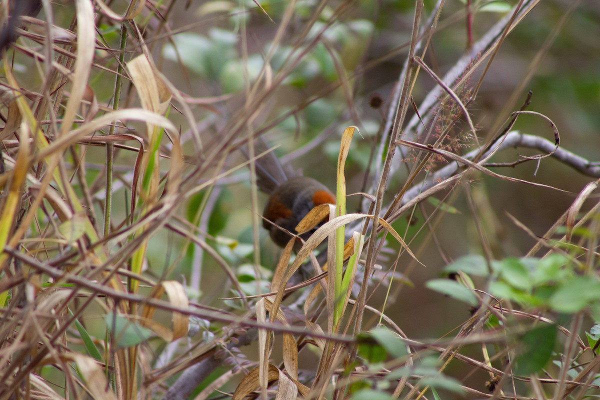 Spix's Spinetail - ML642978948