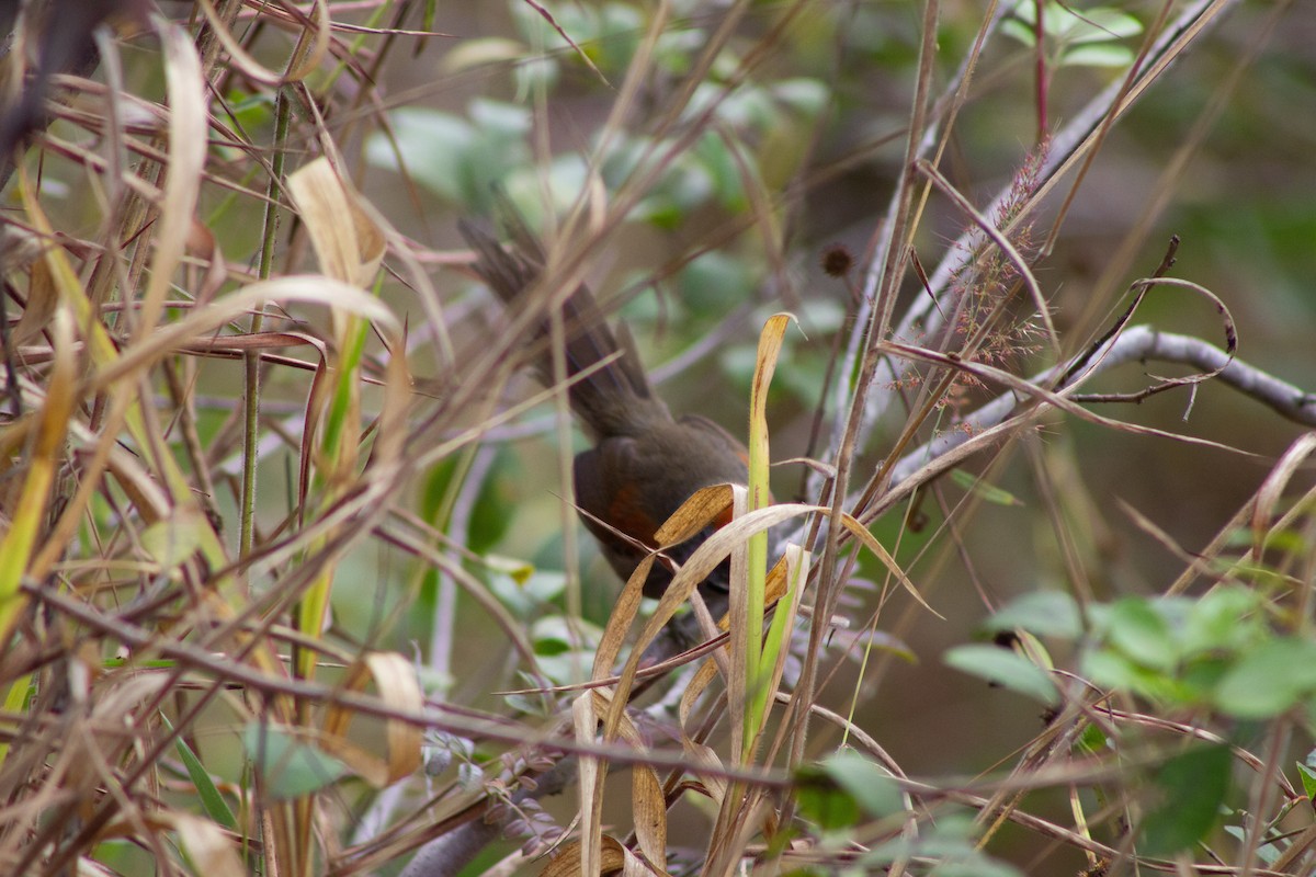 Spix's Spinetail - ML642978949