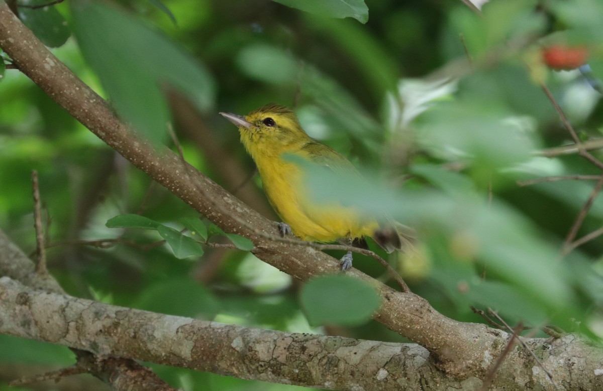 Golden Vireo - ML642978955