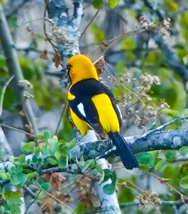 White-edged Oriole - ML642978970