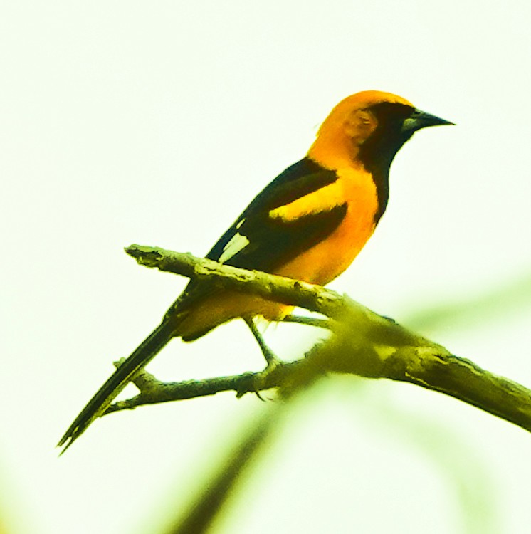 White-edged Oriole - ML642978971