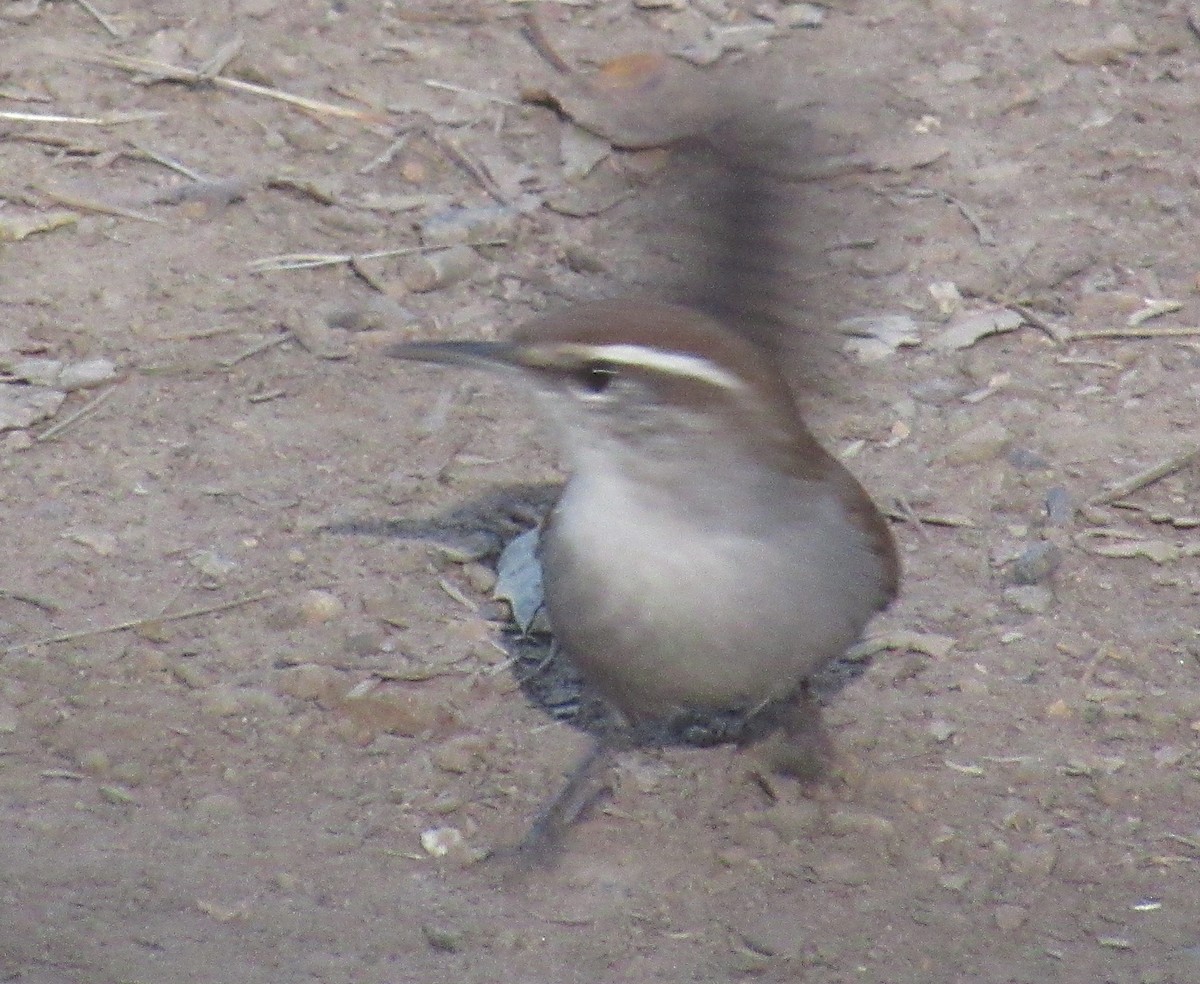 Bewick's Wren - ML642978984