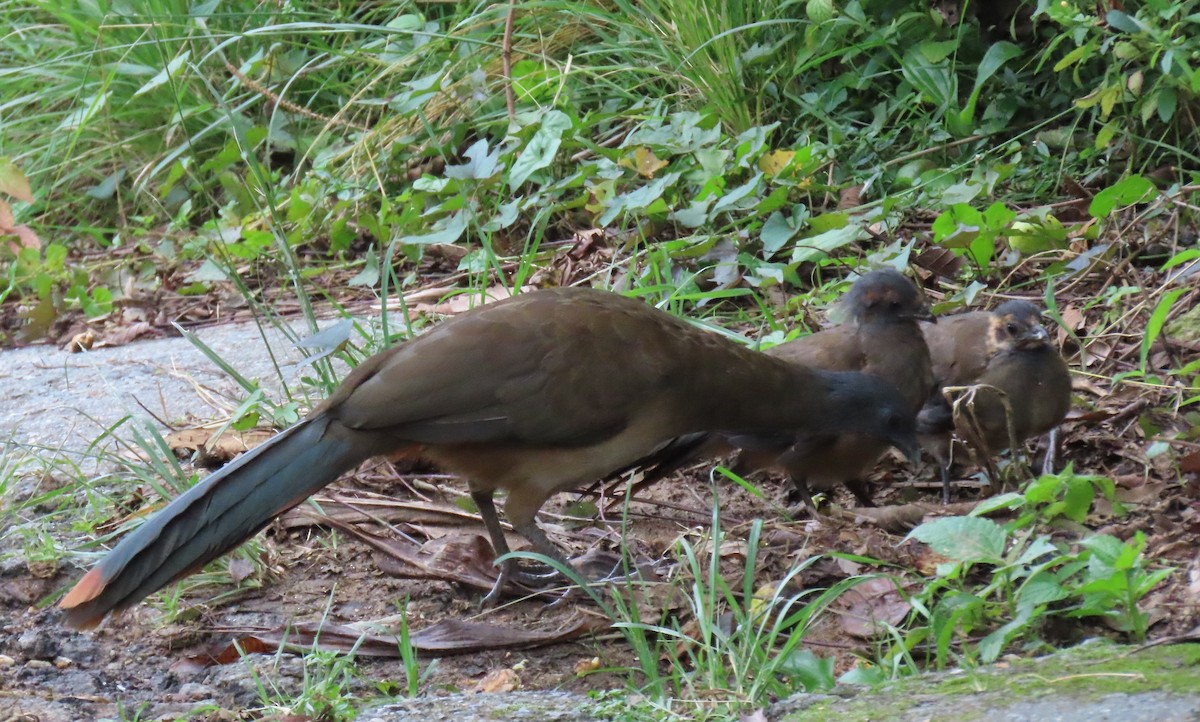 Rufous-vented Chachalaca - ML642978988