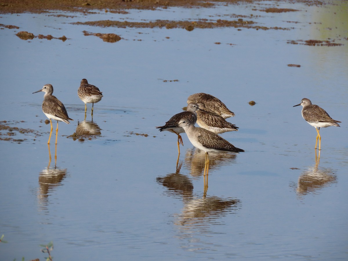 Lesser Yellowlegs - ML642978991