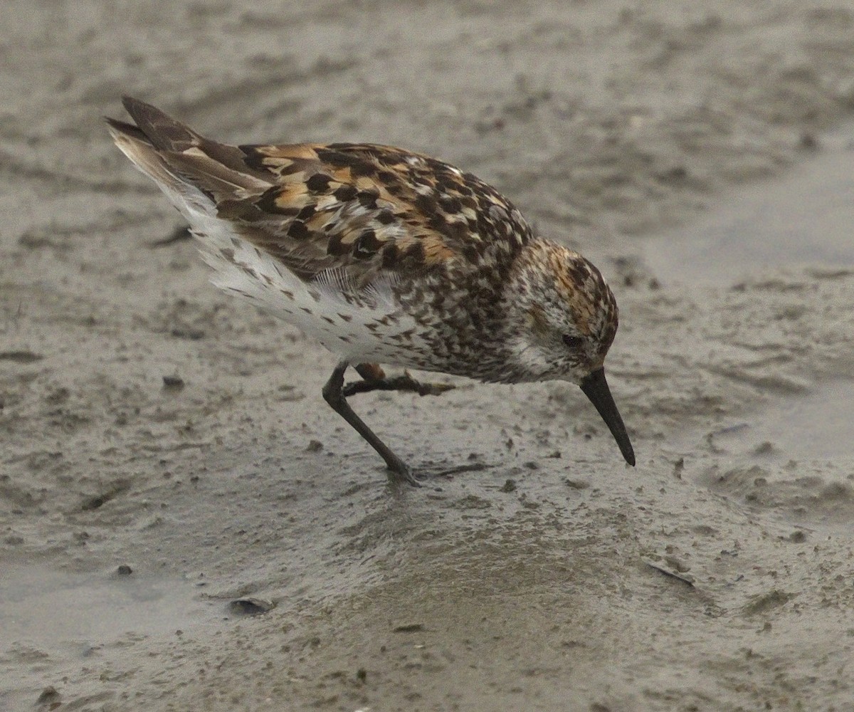 Western Sandpiper - ML642978996