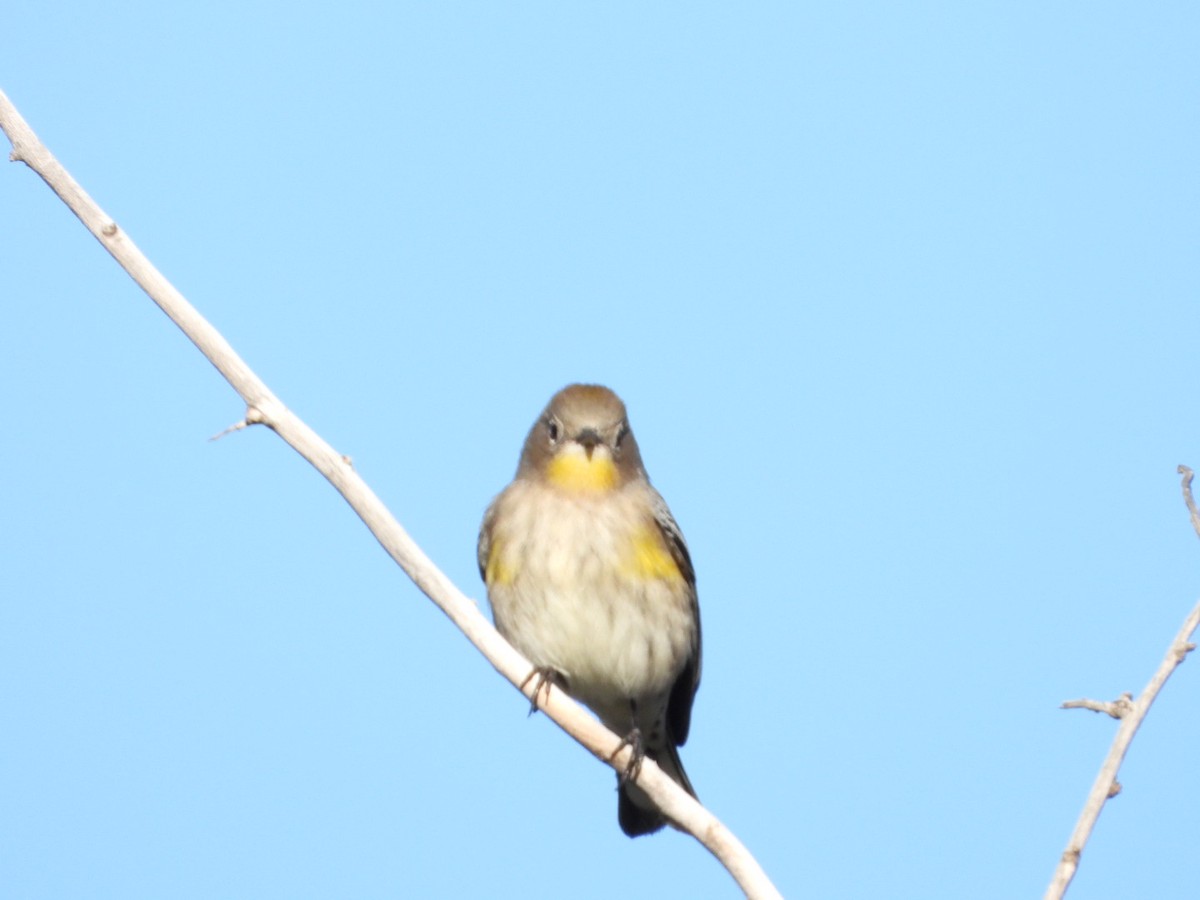 Yellow-rumped Warbler - ML642978998