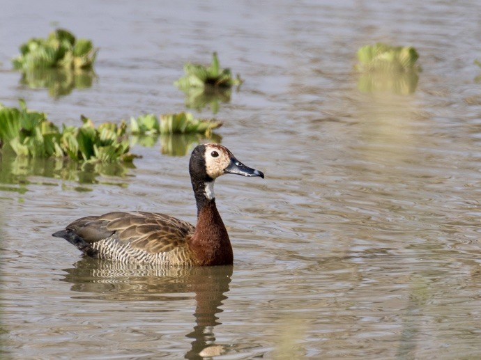 White-faced Whistling-Duck - ML642979000