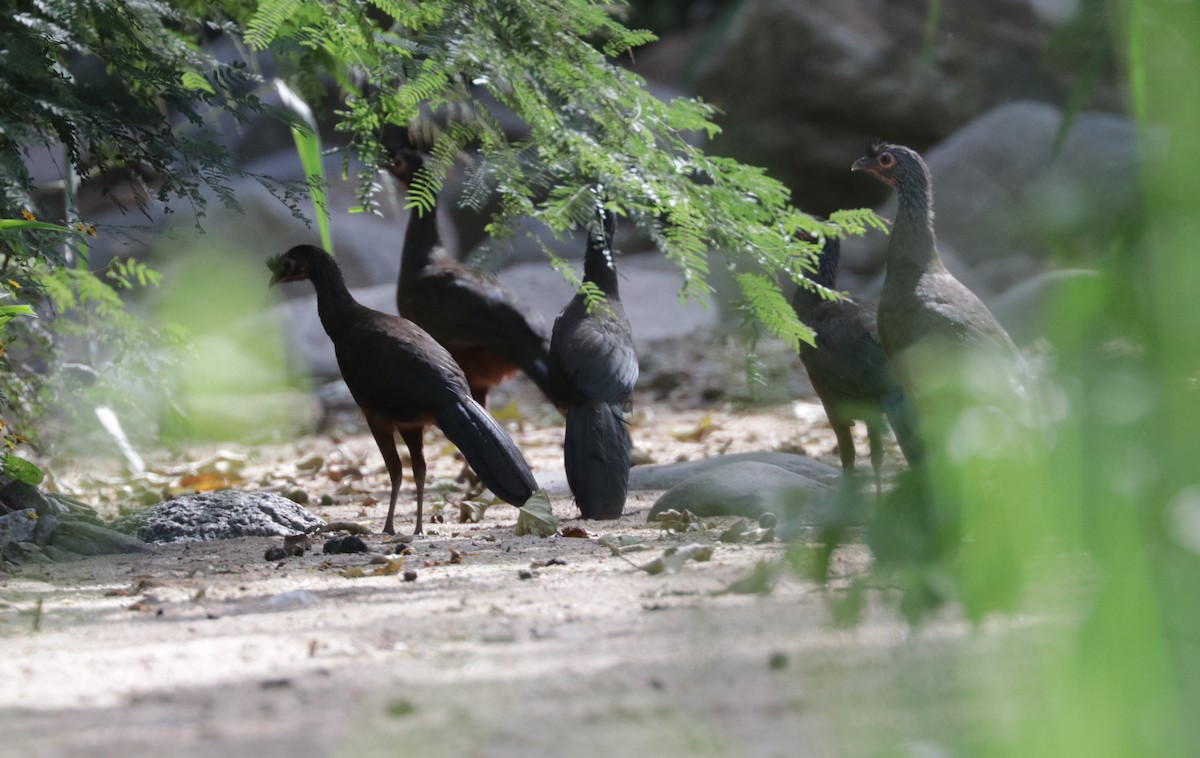 Rufous-bellied Chachalaca - ML642979002