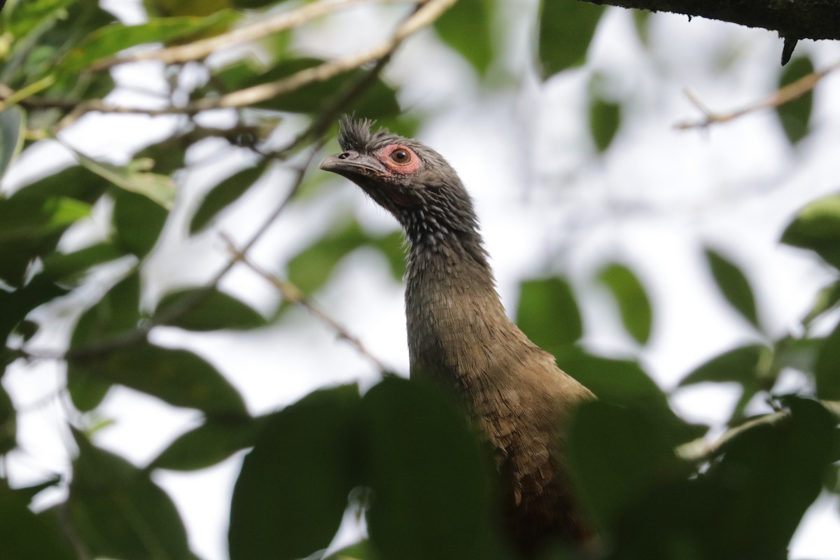 Rufous-bellied Chachalaca - ML642979005