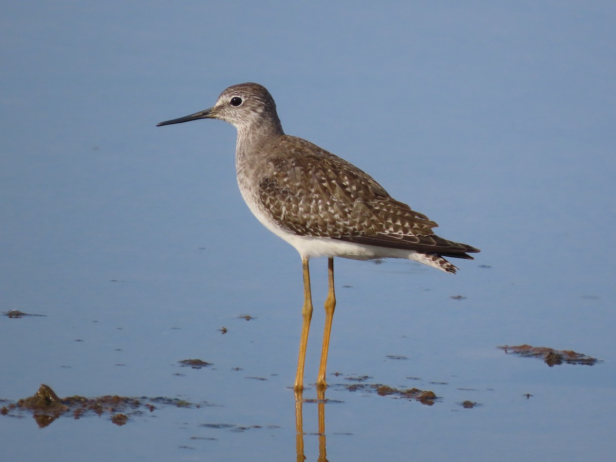 Lesser Yellowlegs - ML642979007