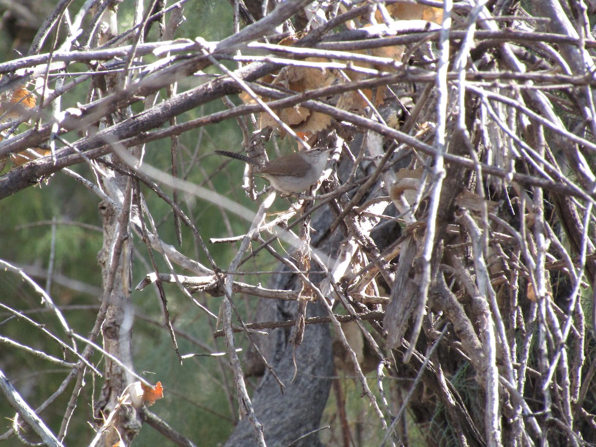 Bewick's Wren - ML642979014